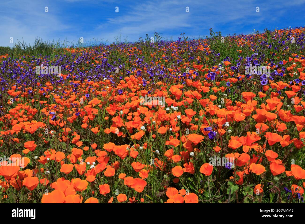 Poppy flowers, Malibu Creek State Park.Los Angeles, California, USA