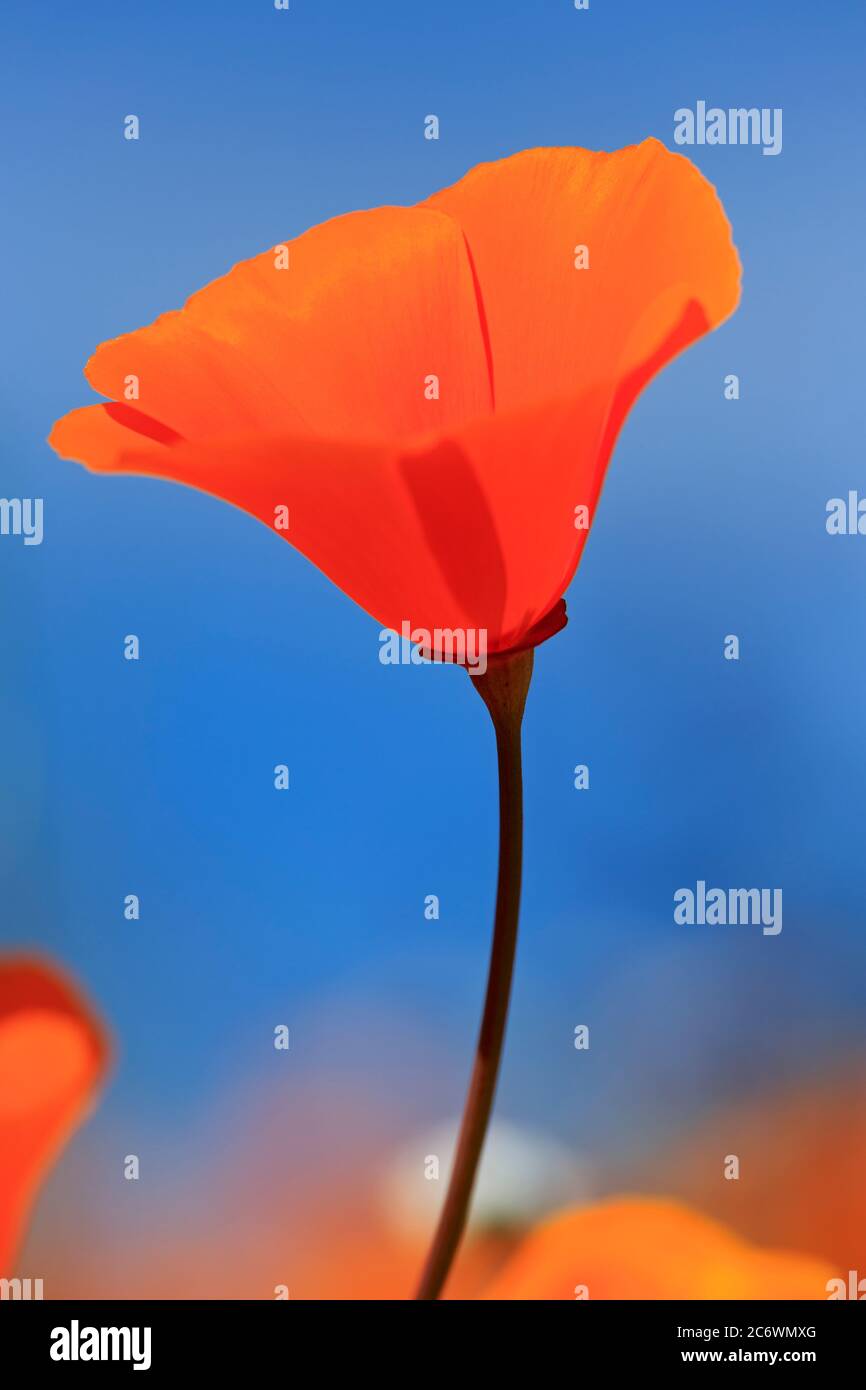 Poppy flowers, Malibu Creek State Park, Los Angeles, California, USA