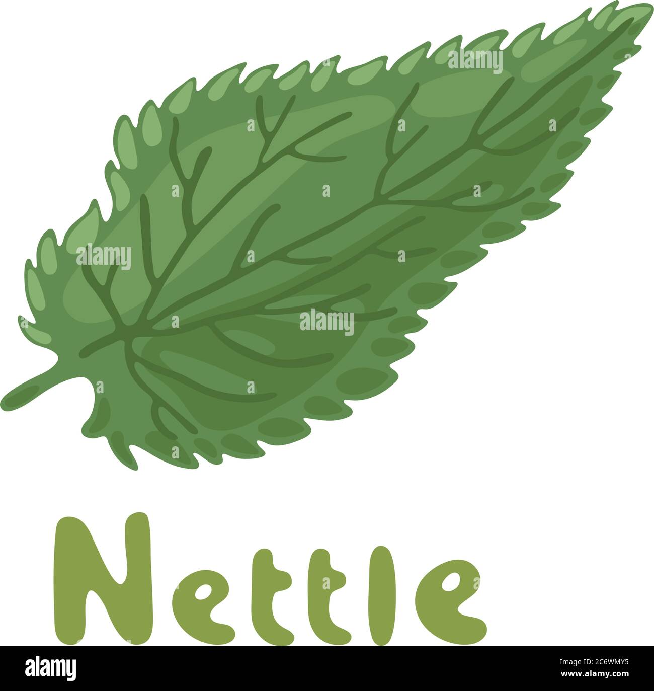 Nettle herb, medicinal plant. Green leaf of Nettle. Vector botanical illustration of nettle. Cosmetics and medical plant. Vector hand-drawn Stock Vector