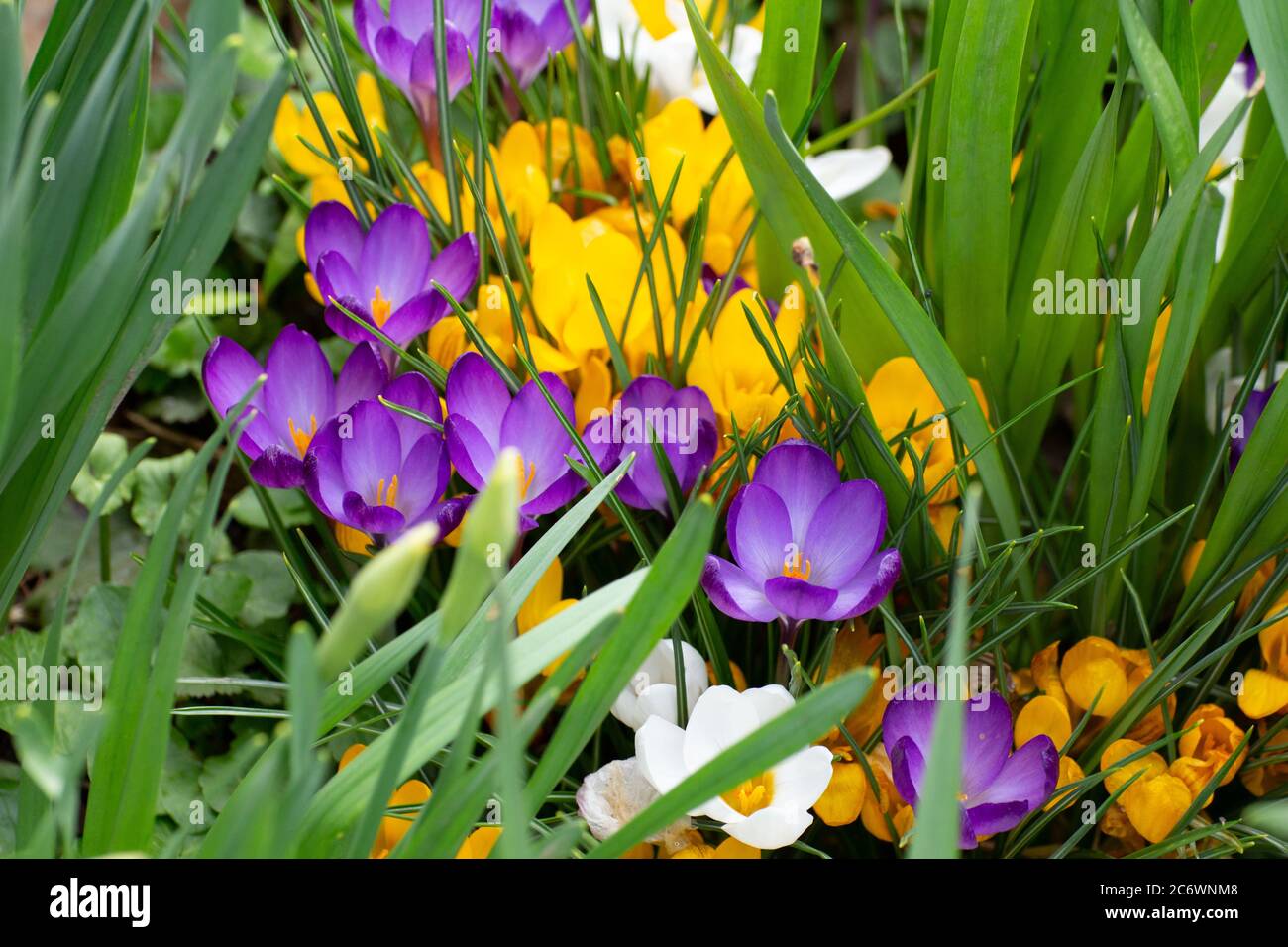 Yellow Saffron Flower