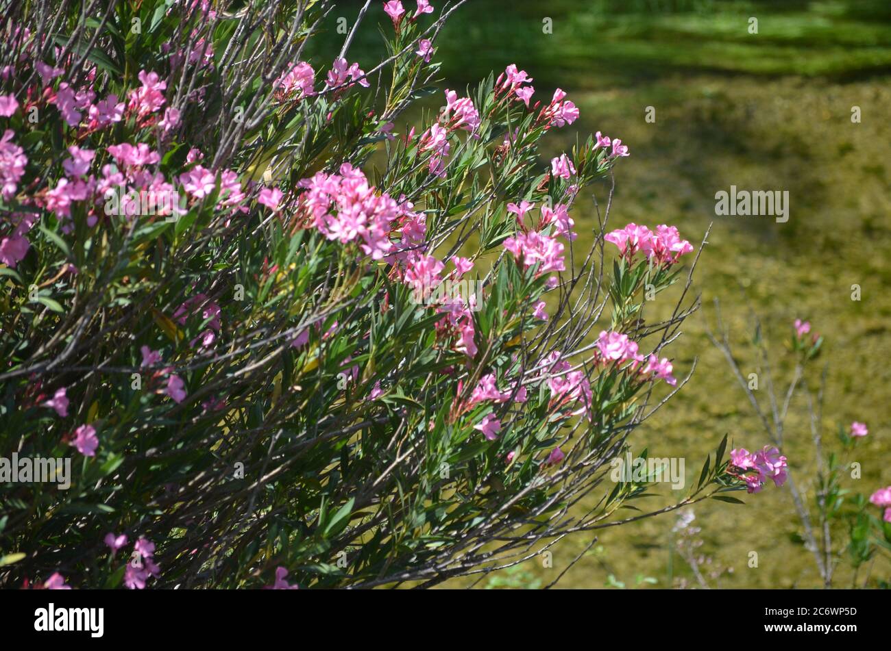 Nerium (Nerium oleander) at the banks of the Palancia river, a Mediterranean mountain river in Valencia region, eastern Spain Stock Photo
