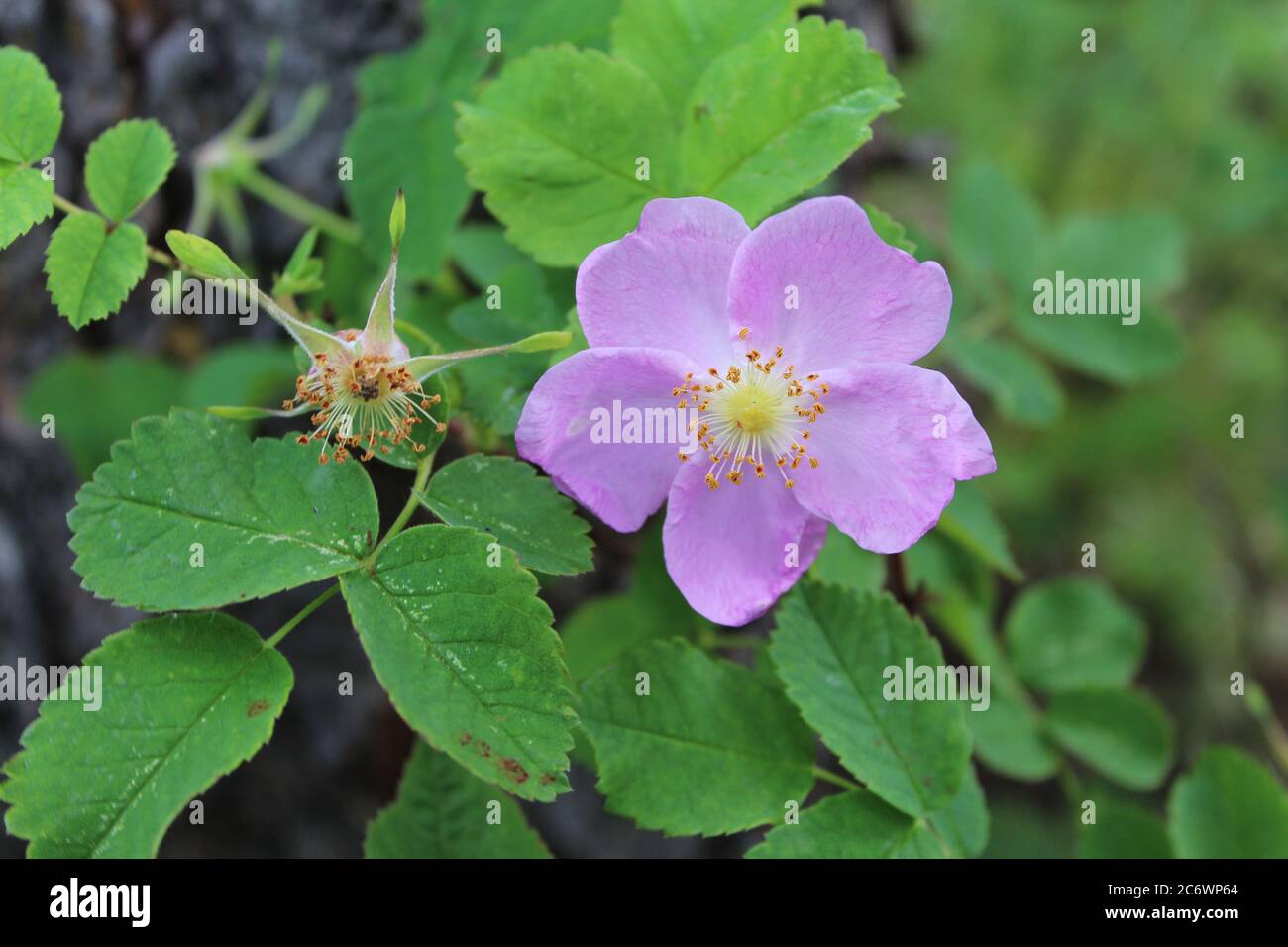 Prickly wild rose bloom at Delta Junction, Alaska Stock Photo Alamy