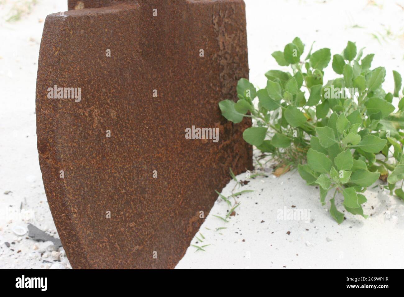 Large metal rusty plate  wedged in white beach sand with green bush & leaves. Stock Photo