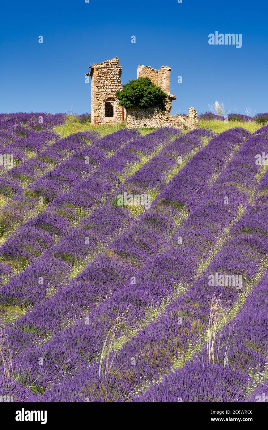 Lavender fields of Provence in summer with old shed. Valensole Plateau, Alpes-de-Haute-Provence, European Alps, France Stock Photo