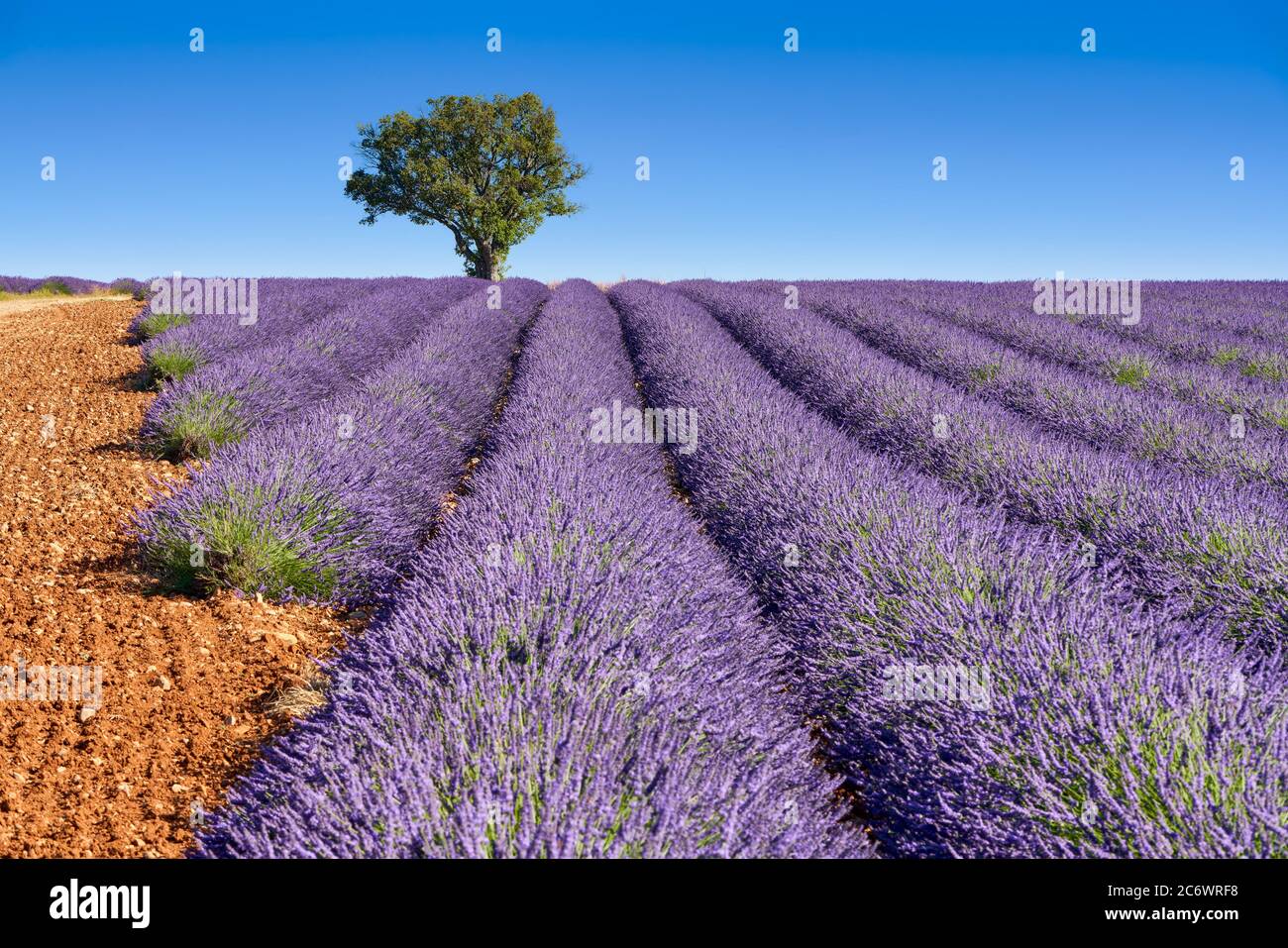 Lavender fields of Provence in summer with almong tree. Valensole Plateau, Alpes-de-Haute-Provence, European Alps, France Stock Photo