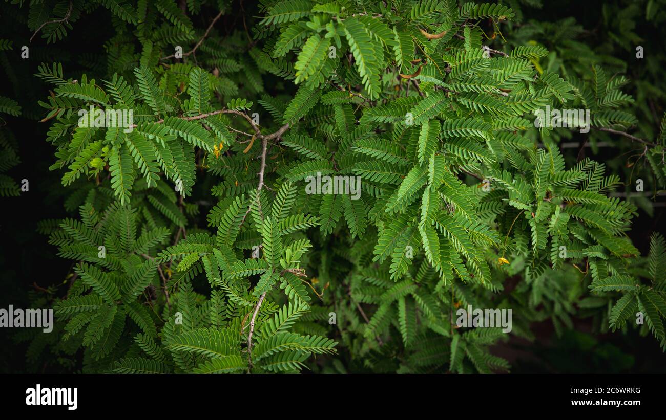 Green Leaves Of The Tamarind Tree Tamarind Fruit Imlee Ka Boota Stock Photo Alamy Green Leaves Of The Tamarind Tree Tamarind Fruit Imlee Ka Boota Stock Photo Alamy