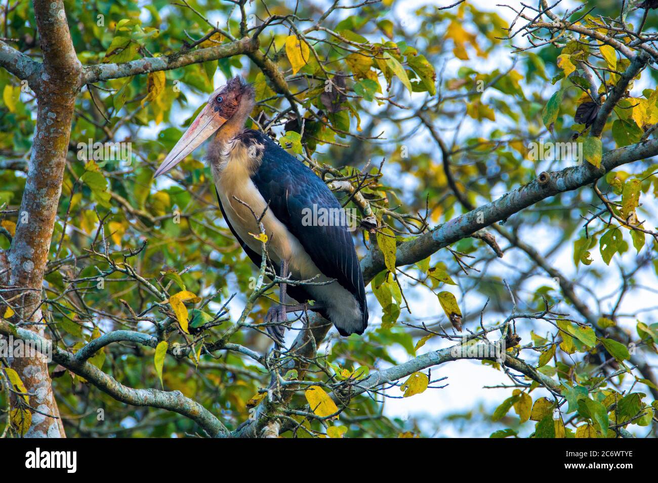 Large southeast asian species hi-res stock photography and images - Alamy
