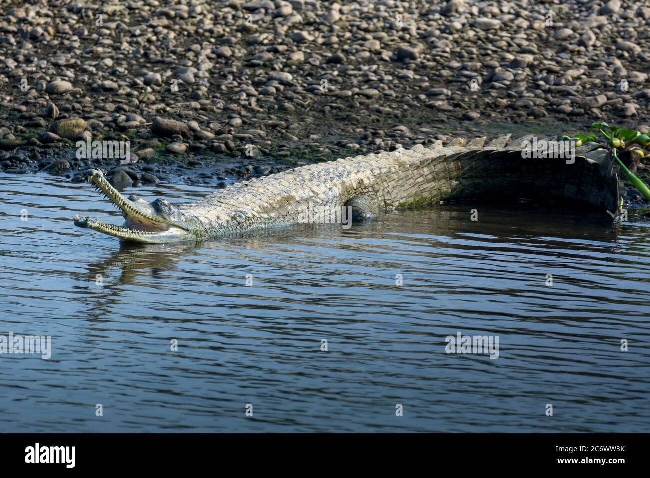 Indian gharial (Gavialis gangeticus), a fish-eating crocodile is resting in shallow water Stock Photo