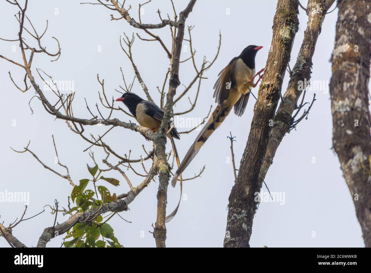 Two Long tail blue magpie birds on tree branch Stock Photo