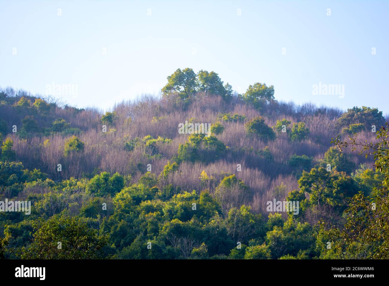 Green Forest Hill Landscape As a High Definition Panorama Stock Photo -  Image of nature, landscape: 199618368