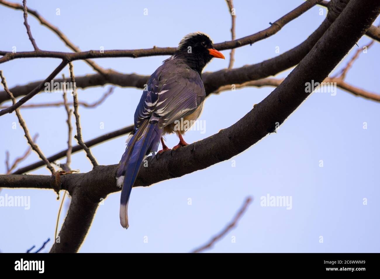Long tail blue magpie bird on tree branch Stock Photo