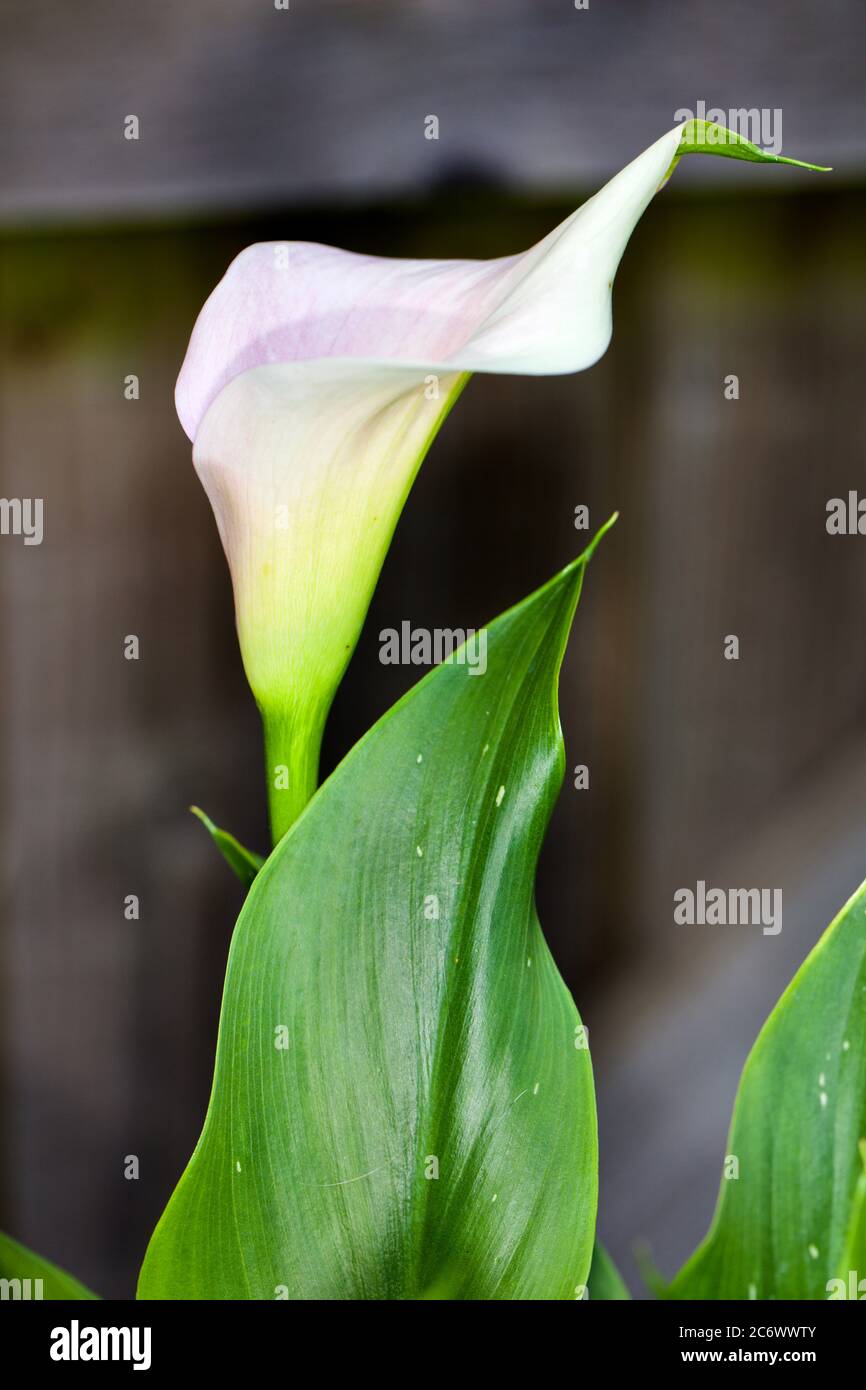 Calla Lily Zantedeschia Stock Photo Alamy