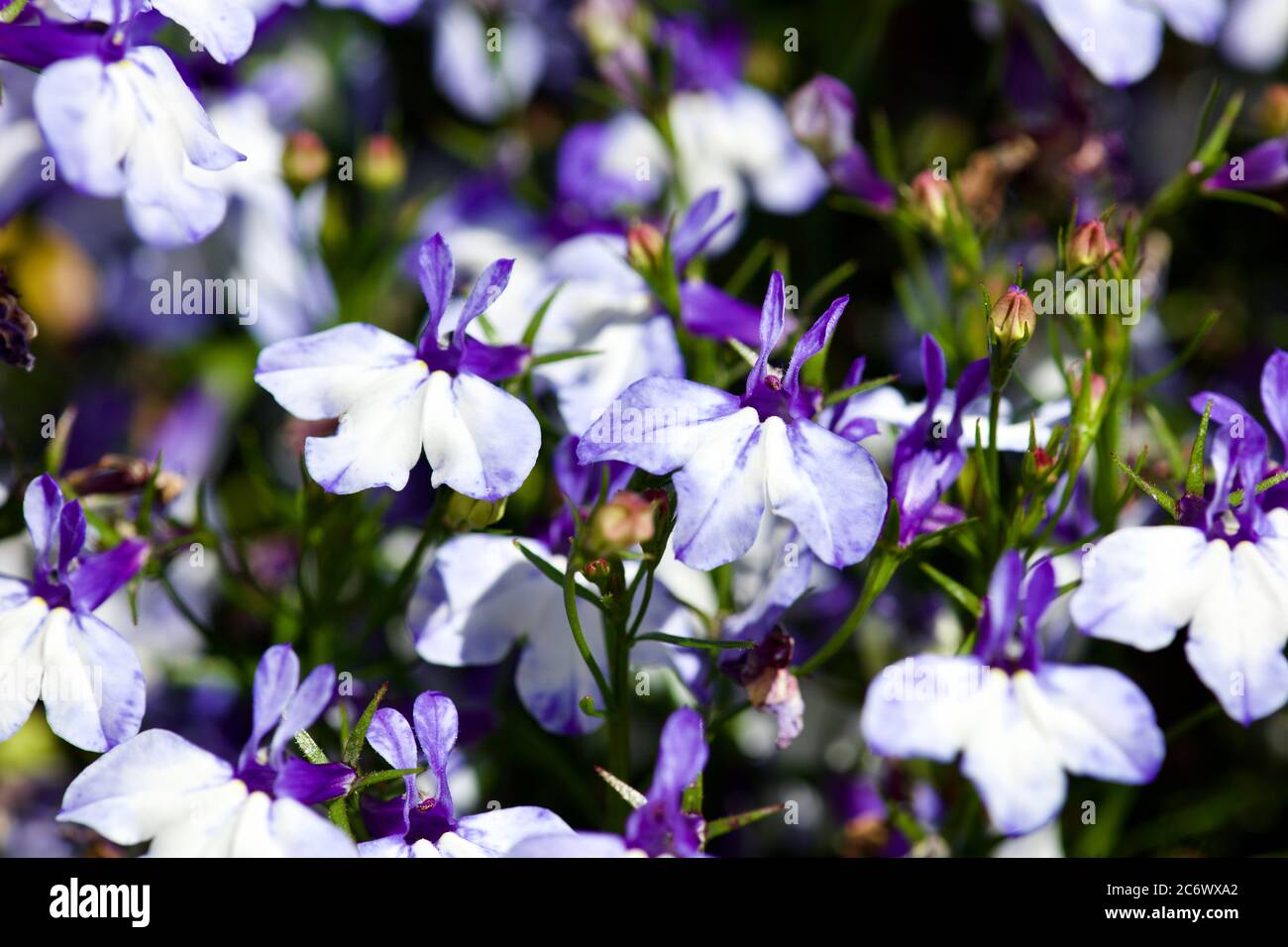 Upright delft blue hi-res stock photography and images - Alamy