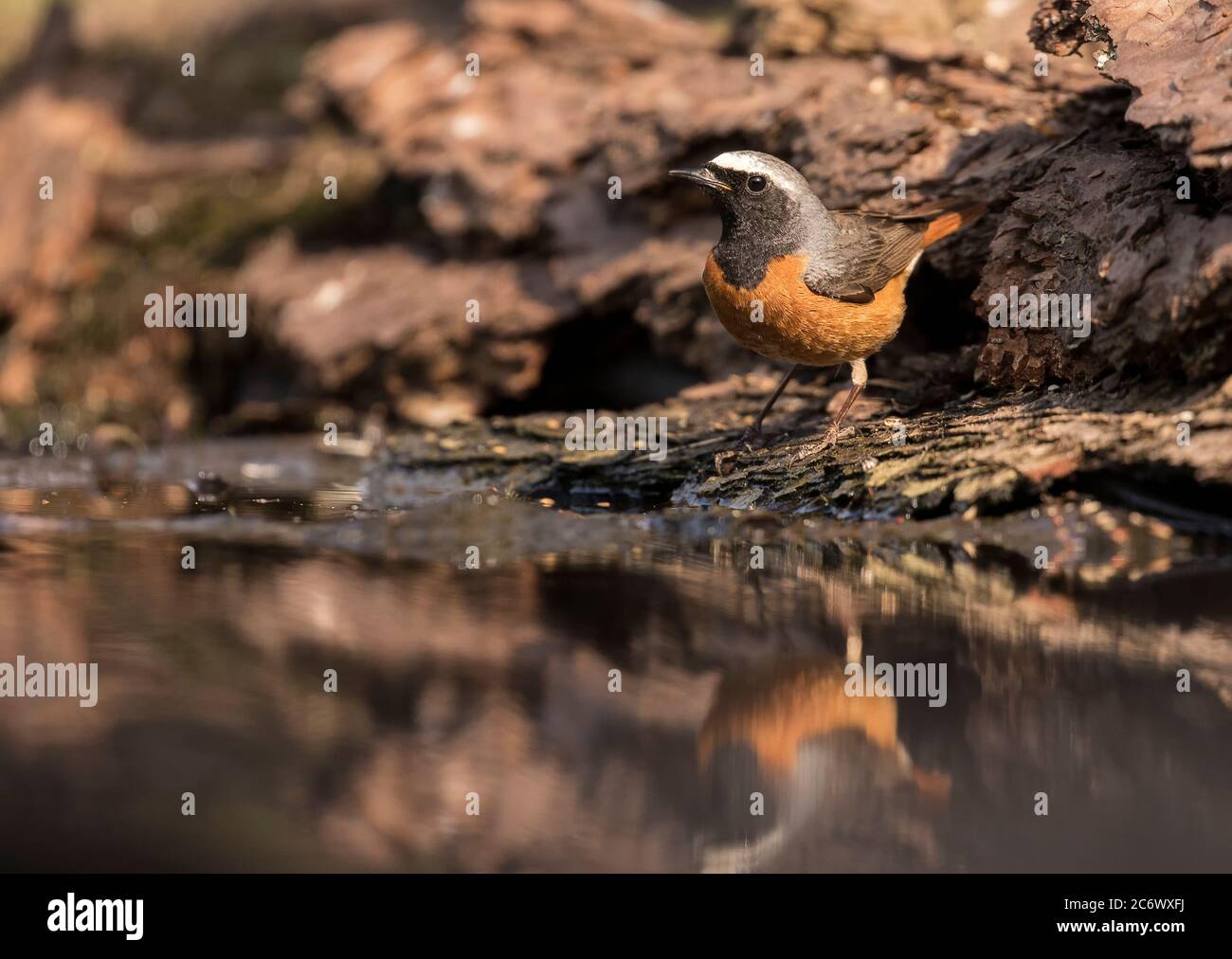 Male Redstart Stock Photo