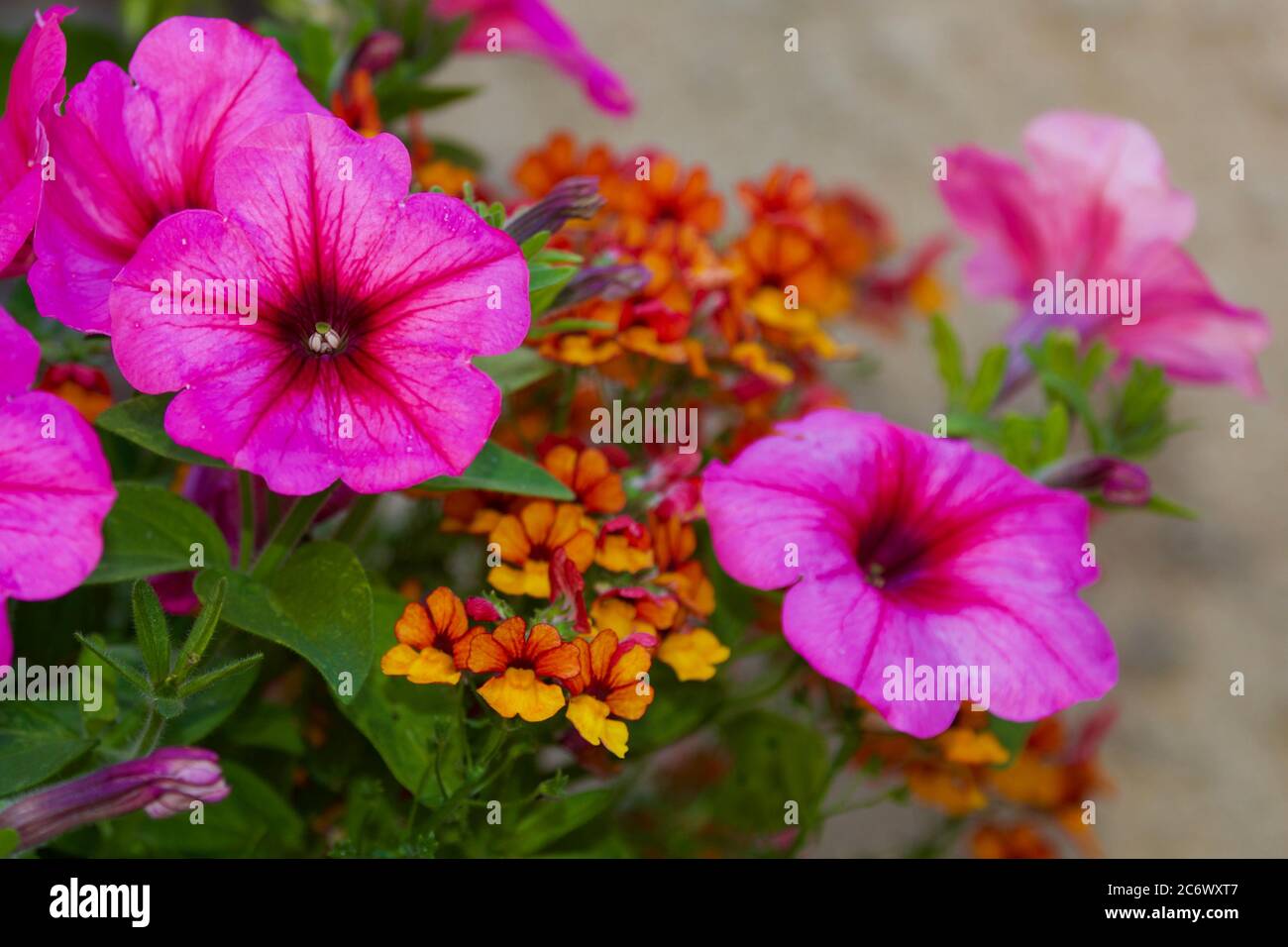 Sunsatia hi-res stock photography and images - Alamy