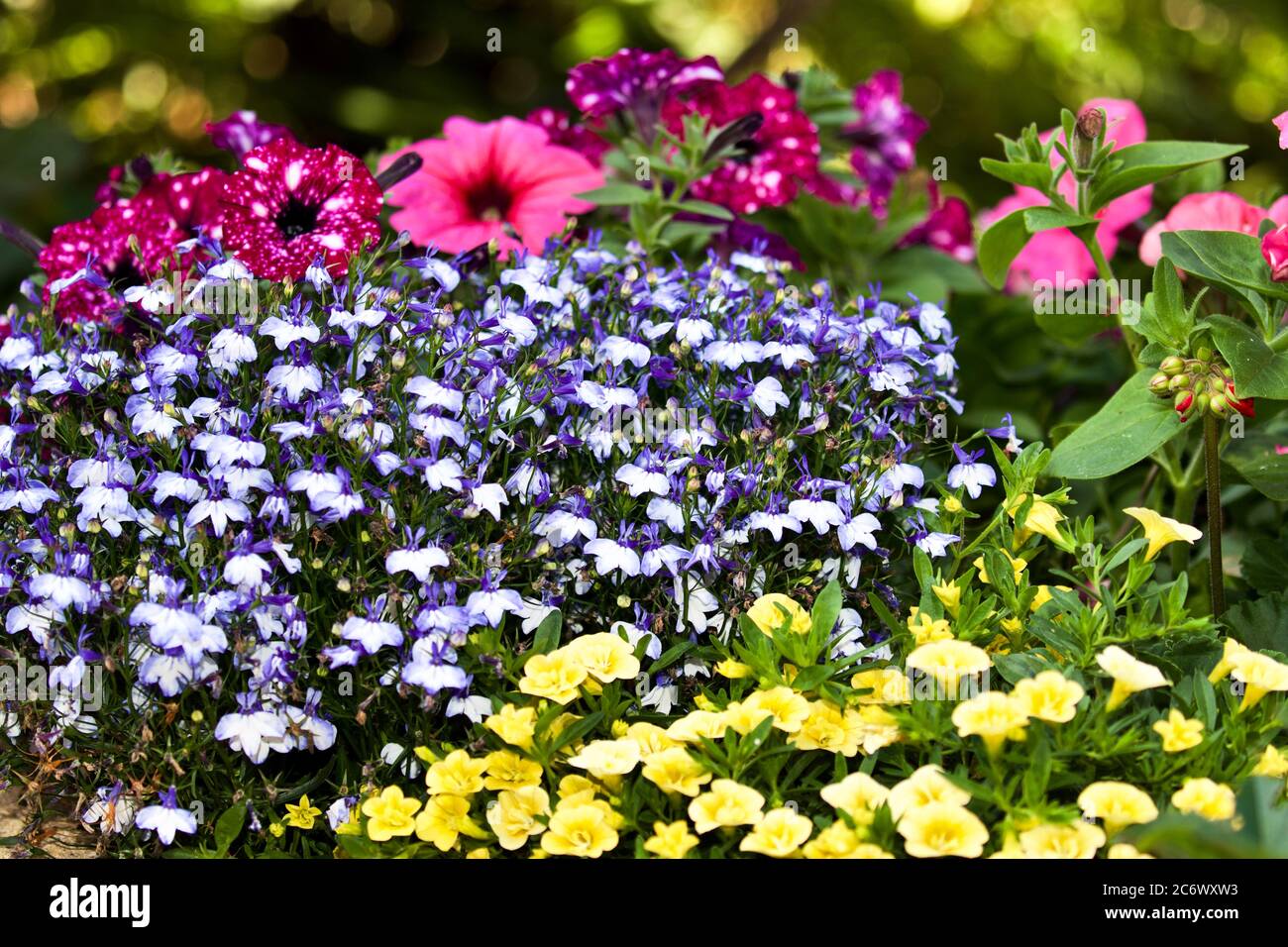 Stunning display of Petunias, Lobelia and yellow Calibrachoa Stock Photo