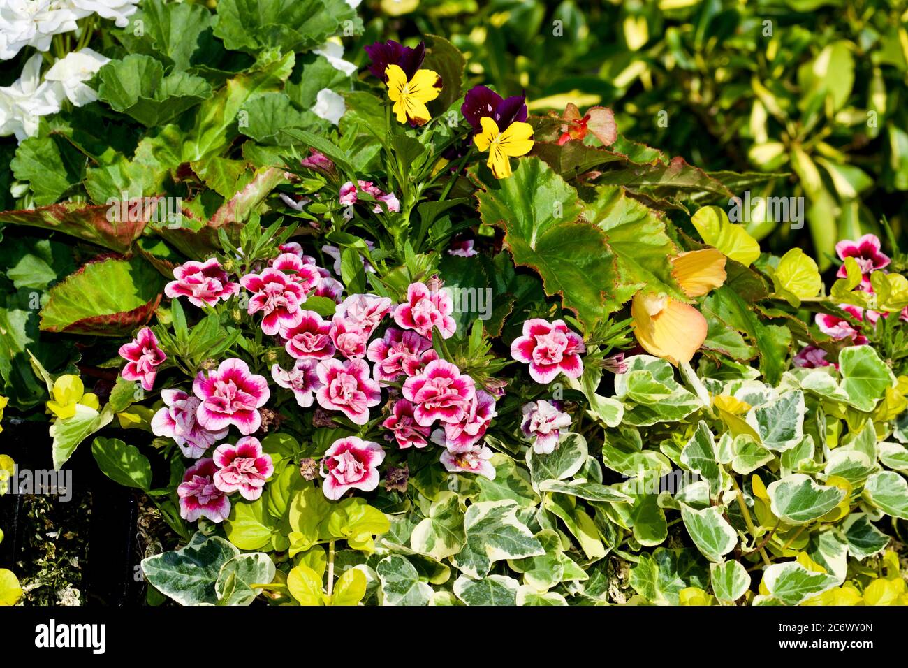 Summer display of beautiful Calibrachoa, Geraniums, Begonias and Creeping Jenny Stock Photo