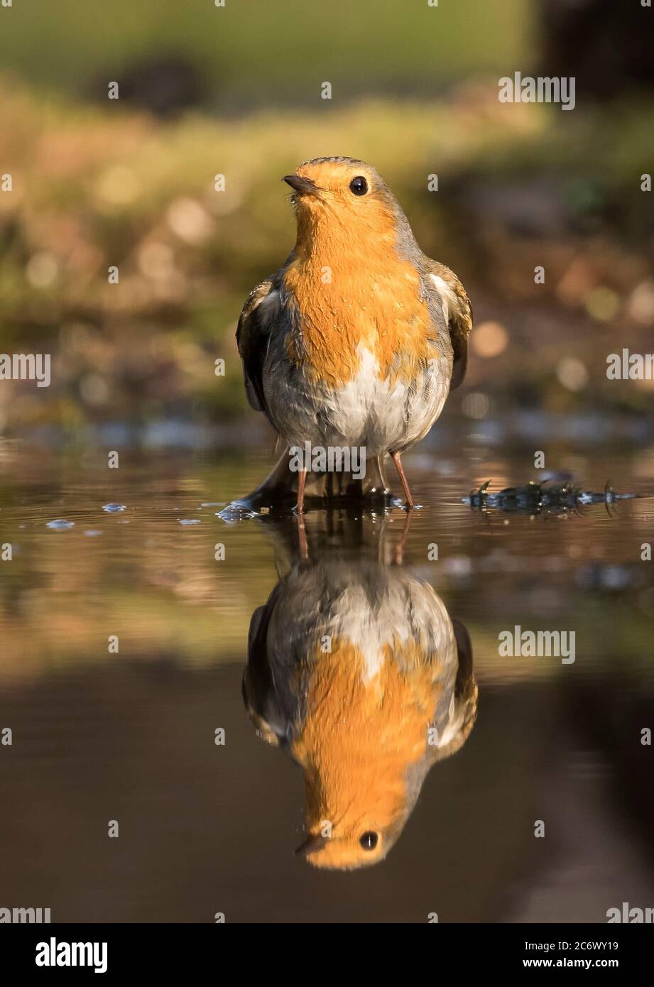 Robin drinking water hires stock photography and images Alamy