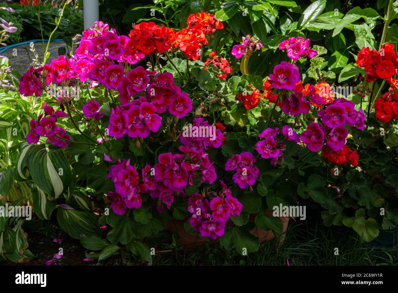 pink and red pelargonium in the garden Stock Photo