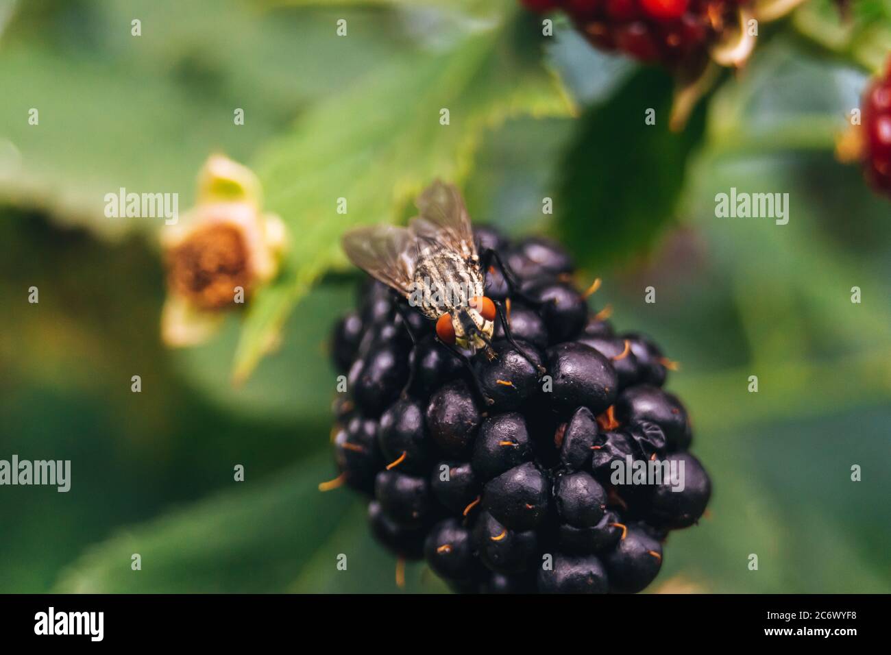 Fruit fly on a blackberry macro shot Stock Photo