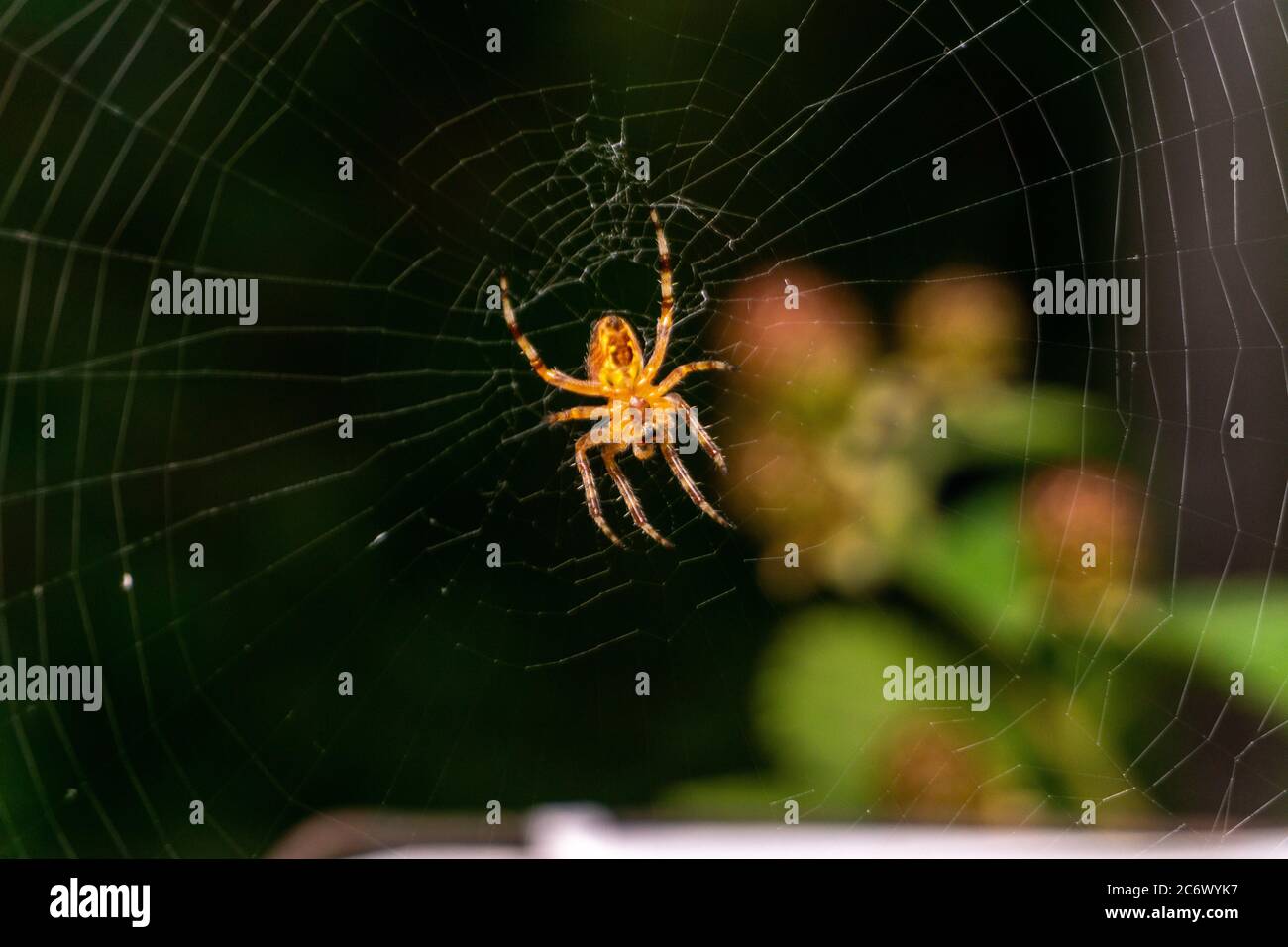 Small spider macro shot on a web Stock Photo