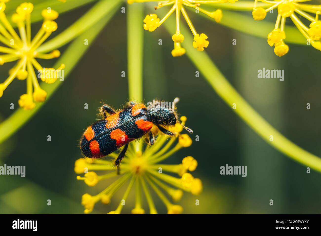 Trichodes apiarius macro shot on a flower Stock Photo