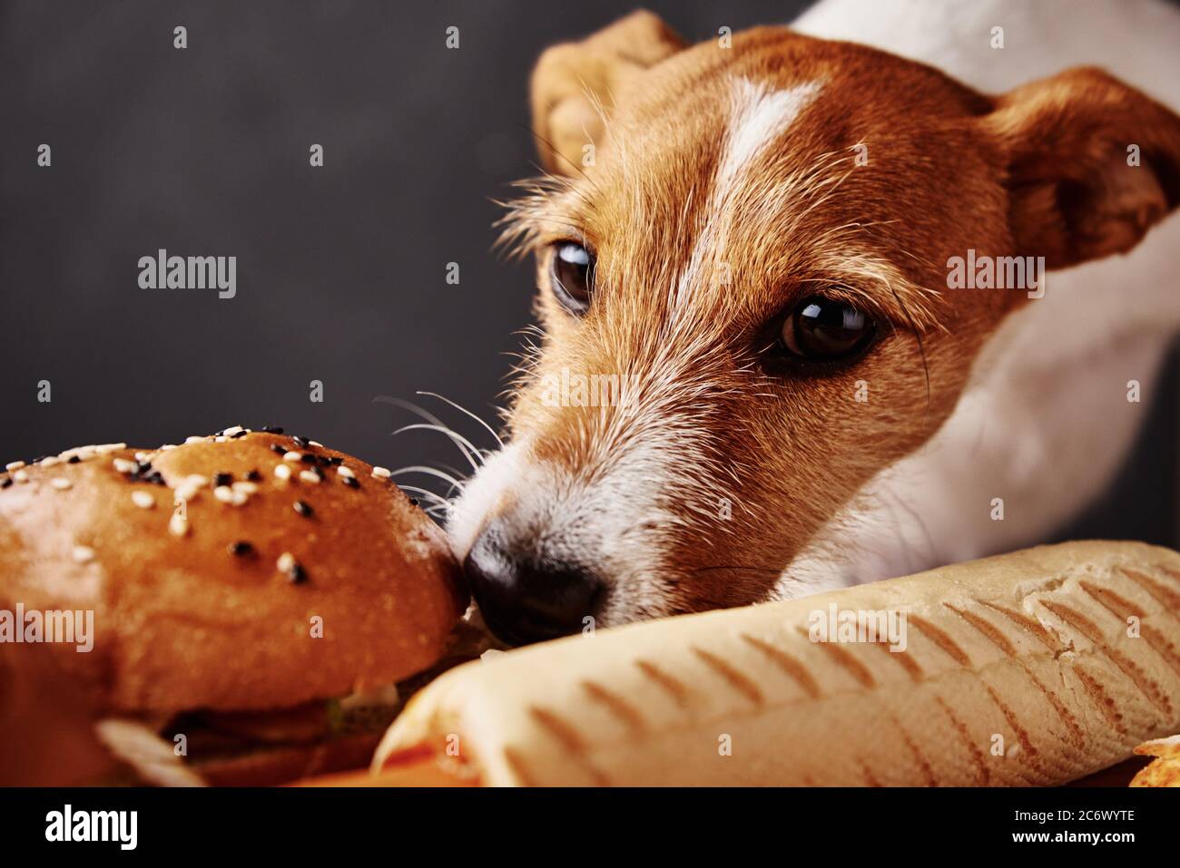 Hungry dog stealing food from table. Jack russell terrier puppy eating  unhealthy fast food. Pet nutrition Stock Photo - Alamy
