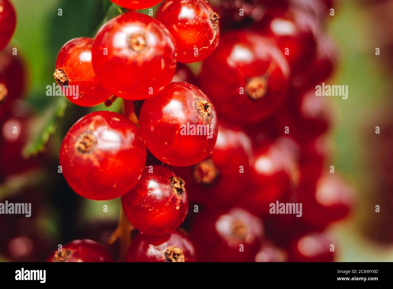 Macro shot of a red currant Stock Photo