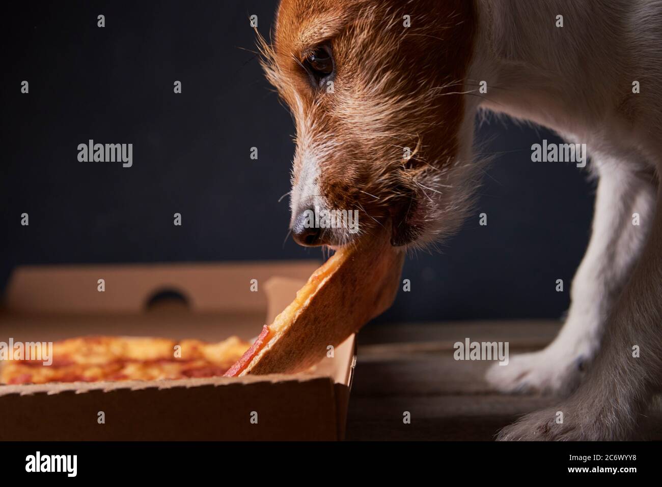 What Should A Jack Russell Eat