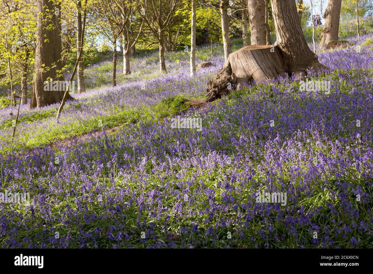 Bluebells in Emmetts Garden in Kent. Stock Photo