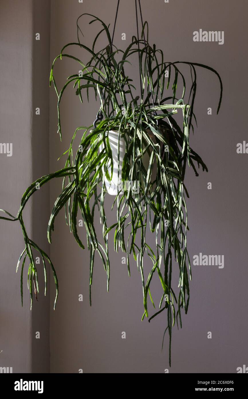 Forest or jungle cactus hanging indoors. Stock Photo