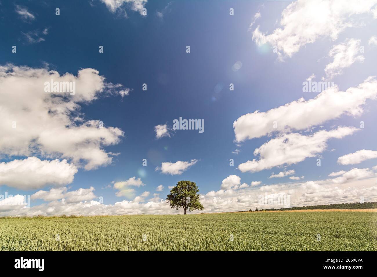 Lonely tree on a wide grain field under dramatic sky in summer with ...