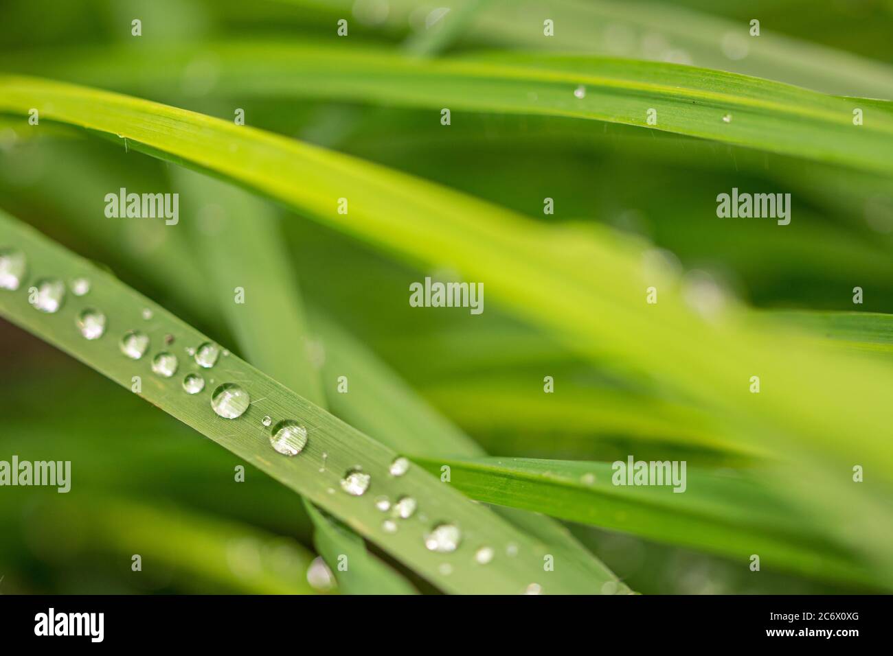 Closeup macro shot of beautiful dewdrops on green blades of grass Stock Photo