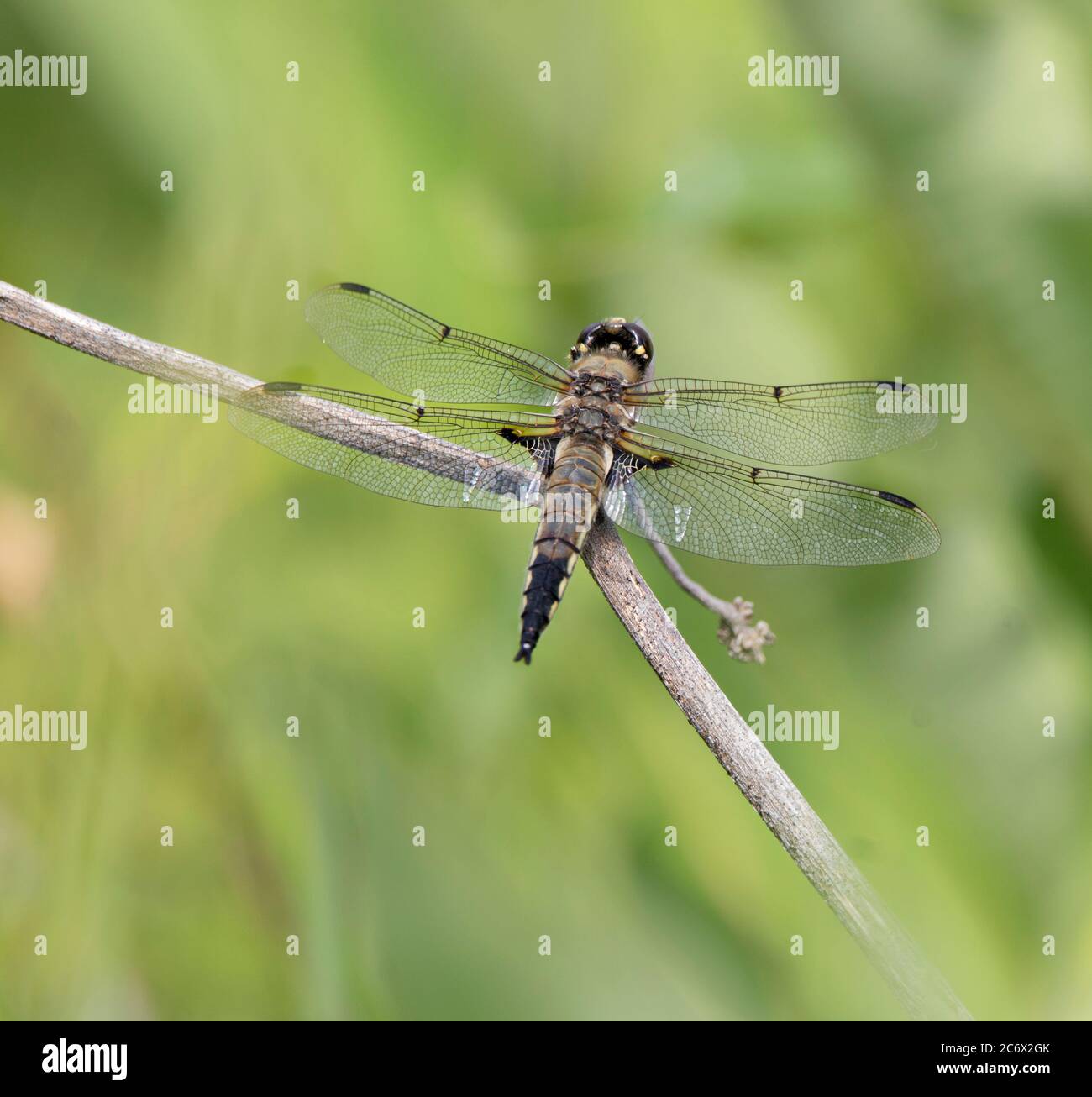 A closeup of a dragonfly ( anisoptera) on a twig with green background Stock Photo