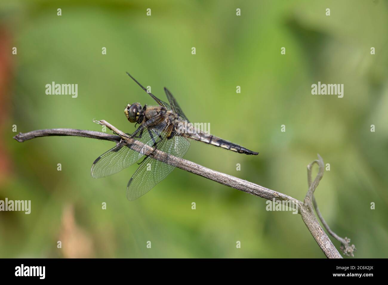A closeup of a dragonfly ( anisoptera) on a twig with green background Stock Photo