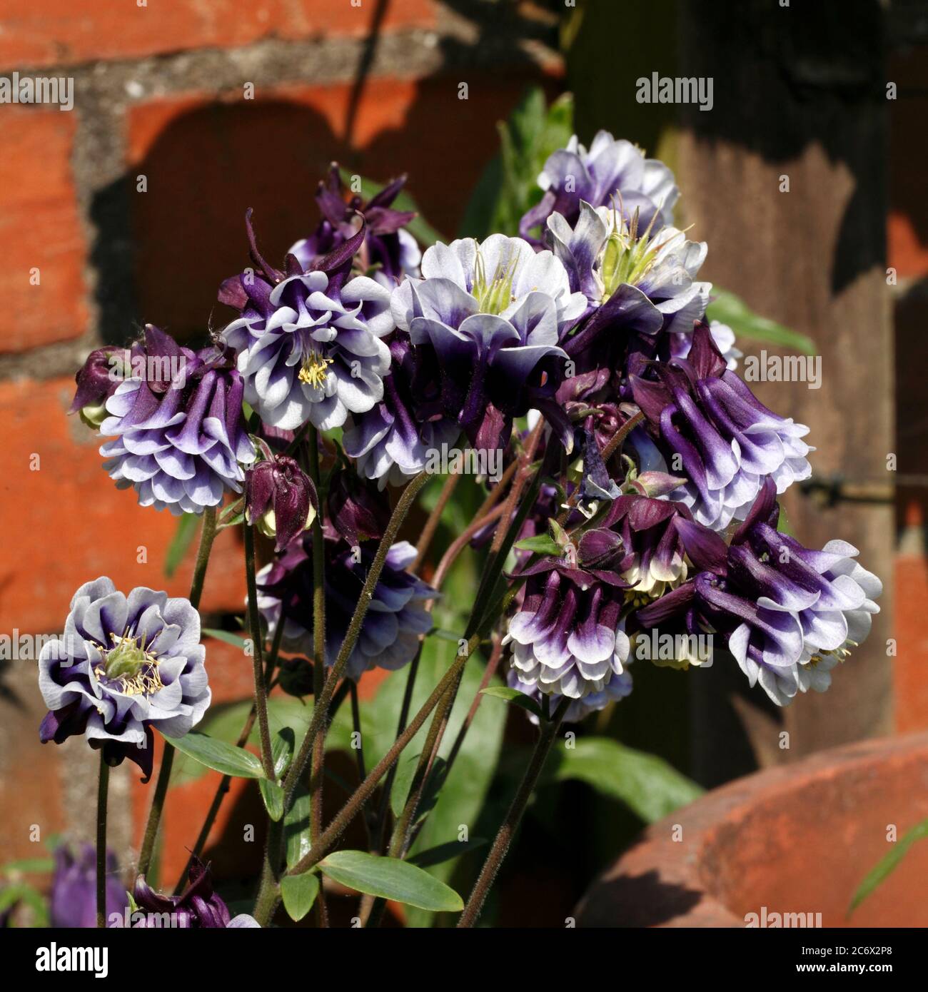 Aquilegia  variety. Purple and white double flowered common columbine, Aquilegia vulgaris Stock Photo