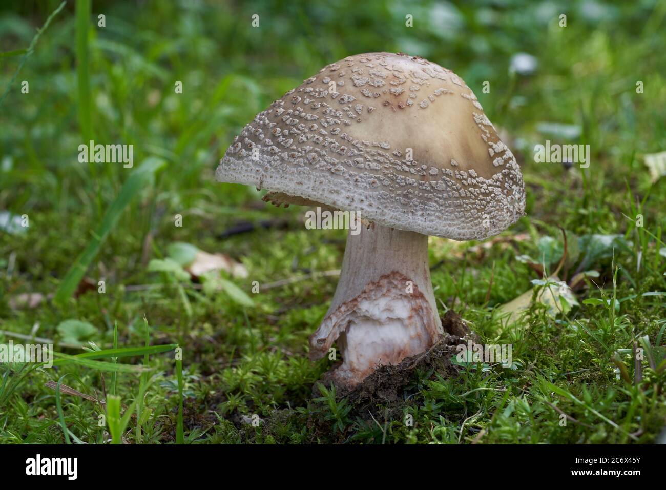 Edible mushroom Amanita rubescens in the meadow under spruce tree. Known as blusher mushroom. Wild mushroom growing in the grass and moss. Stock Photo