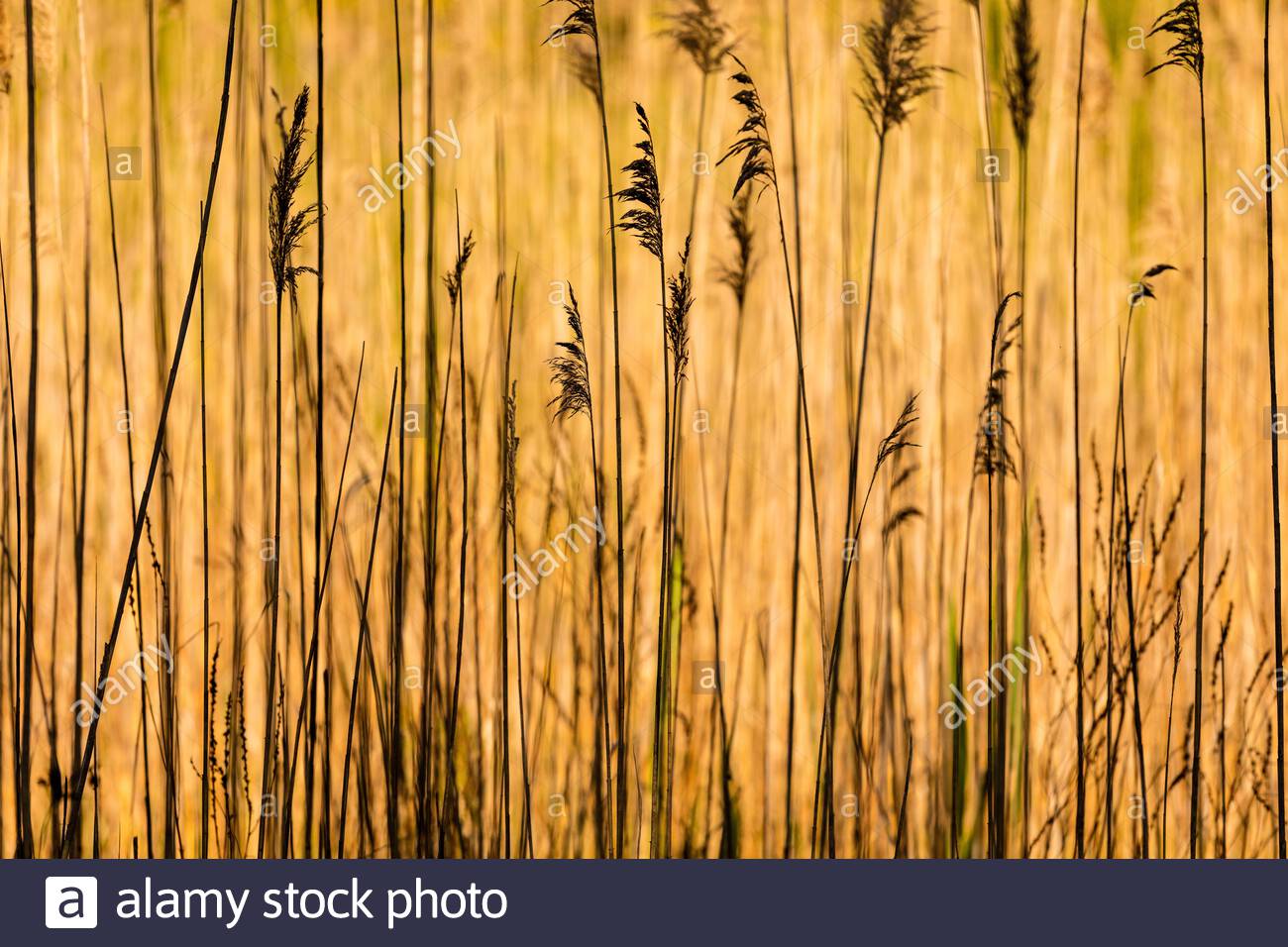 Monoculture High Resolution Stock Photography and Images - Alamy