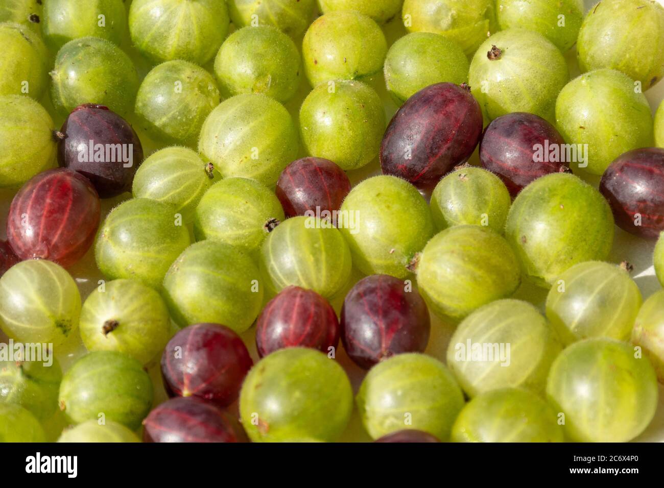 Mixed green and red gooseberries spread out on a tray with baking paper in preparation for home freezing Stock Photo