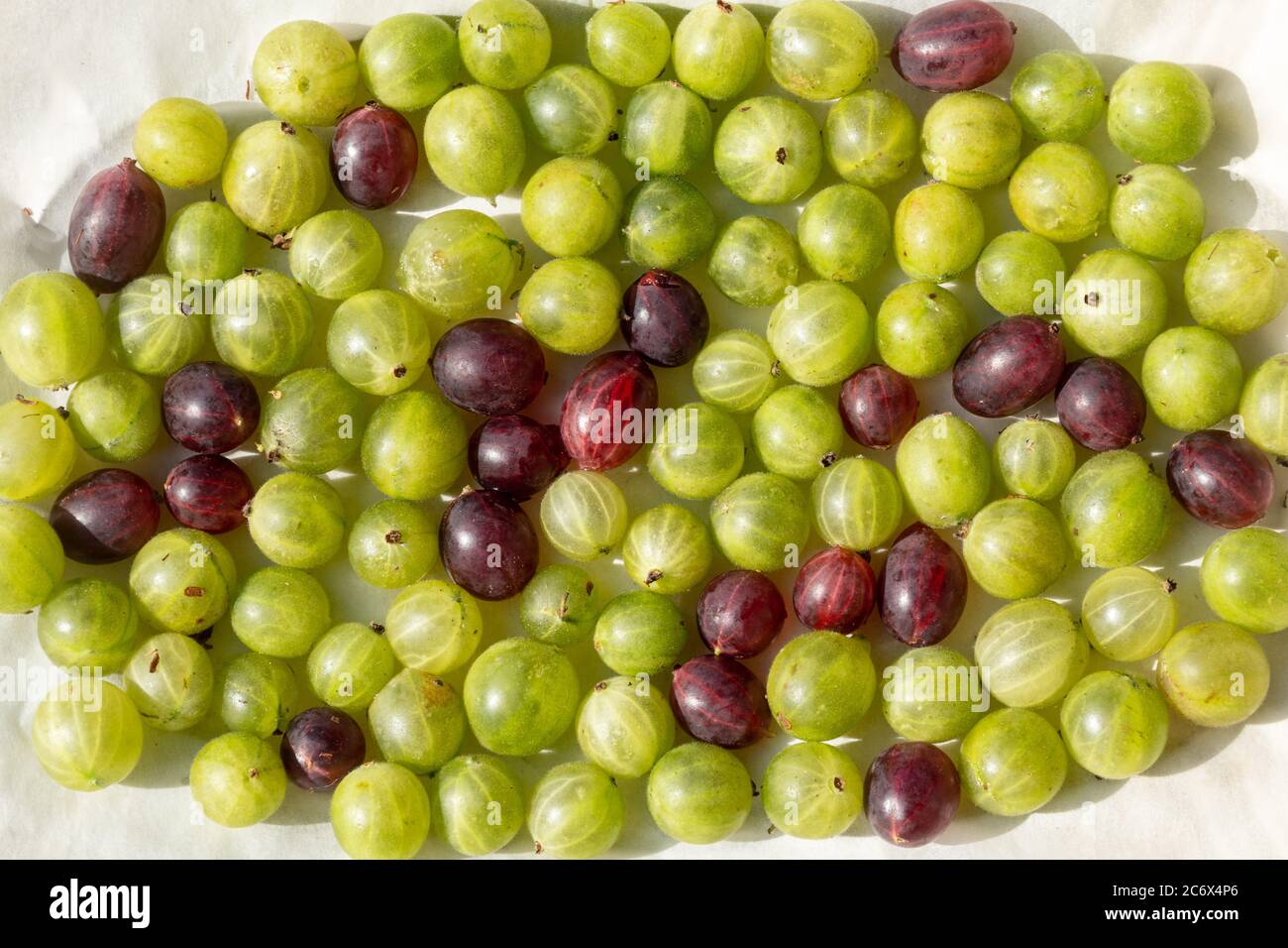 Mixed green and red gooseberries spread out on a tray with baking paper in preparation for home freezing Stock Photo