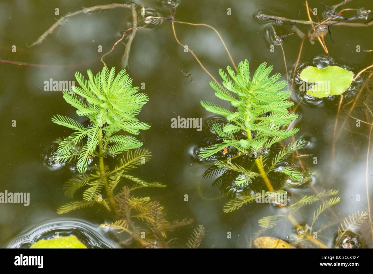 Parrot's feather (parrot feather, Myriophyllum aquaticum) invasive non-native pond plant, UK Stock Photo