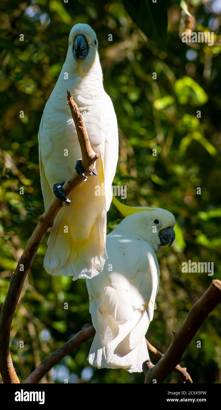 wo White Cockatoos in the Trees Stock Photo