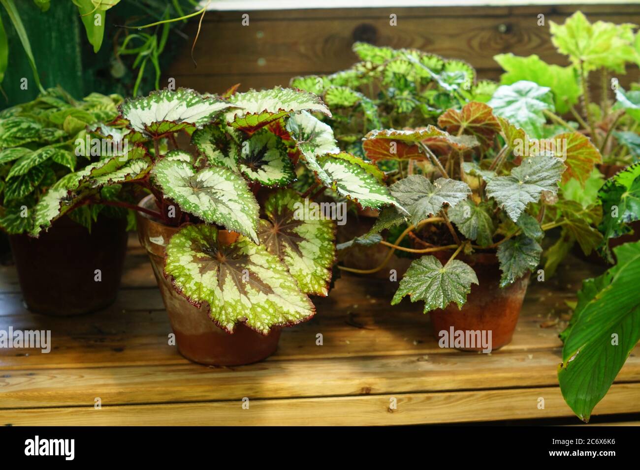 variety of begonia plants in a flower pots on wooden shelf Stock Photo