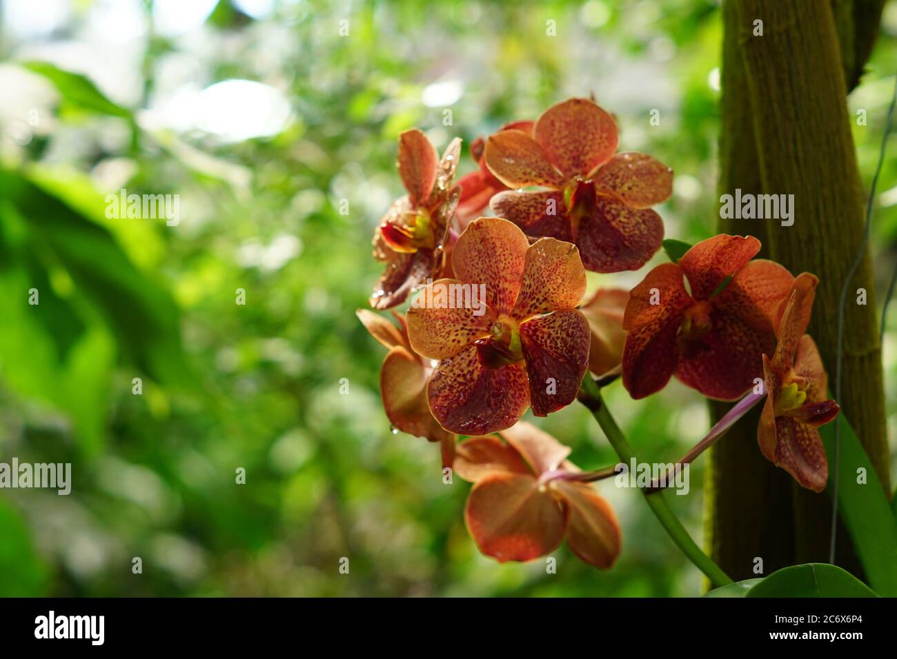 beautiful blooming orange vanda orchid in tropical garden Stock Photo
