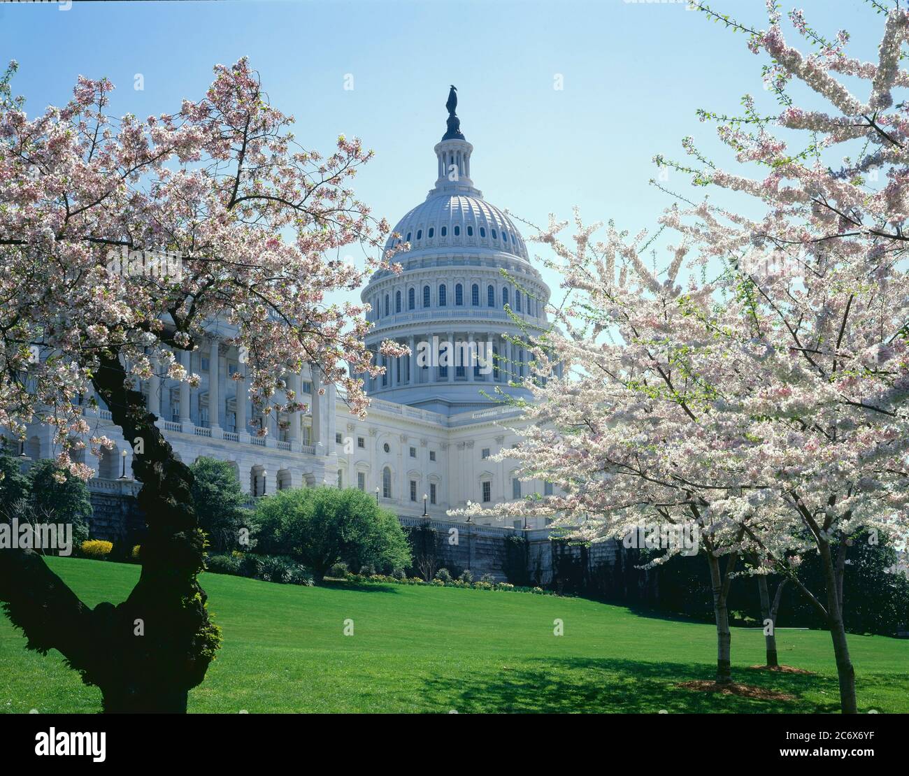Washington D.C./APR Cherry trees in blossom frame the great white dome of the nation's Capital. Stock Photo
