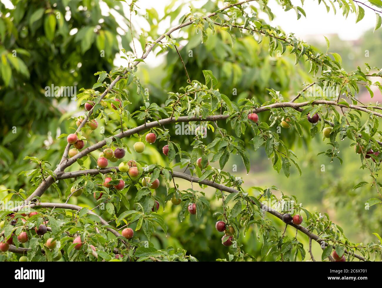 Cherry plum tree with red fruits. The benefits of these fruits Stock Photo