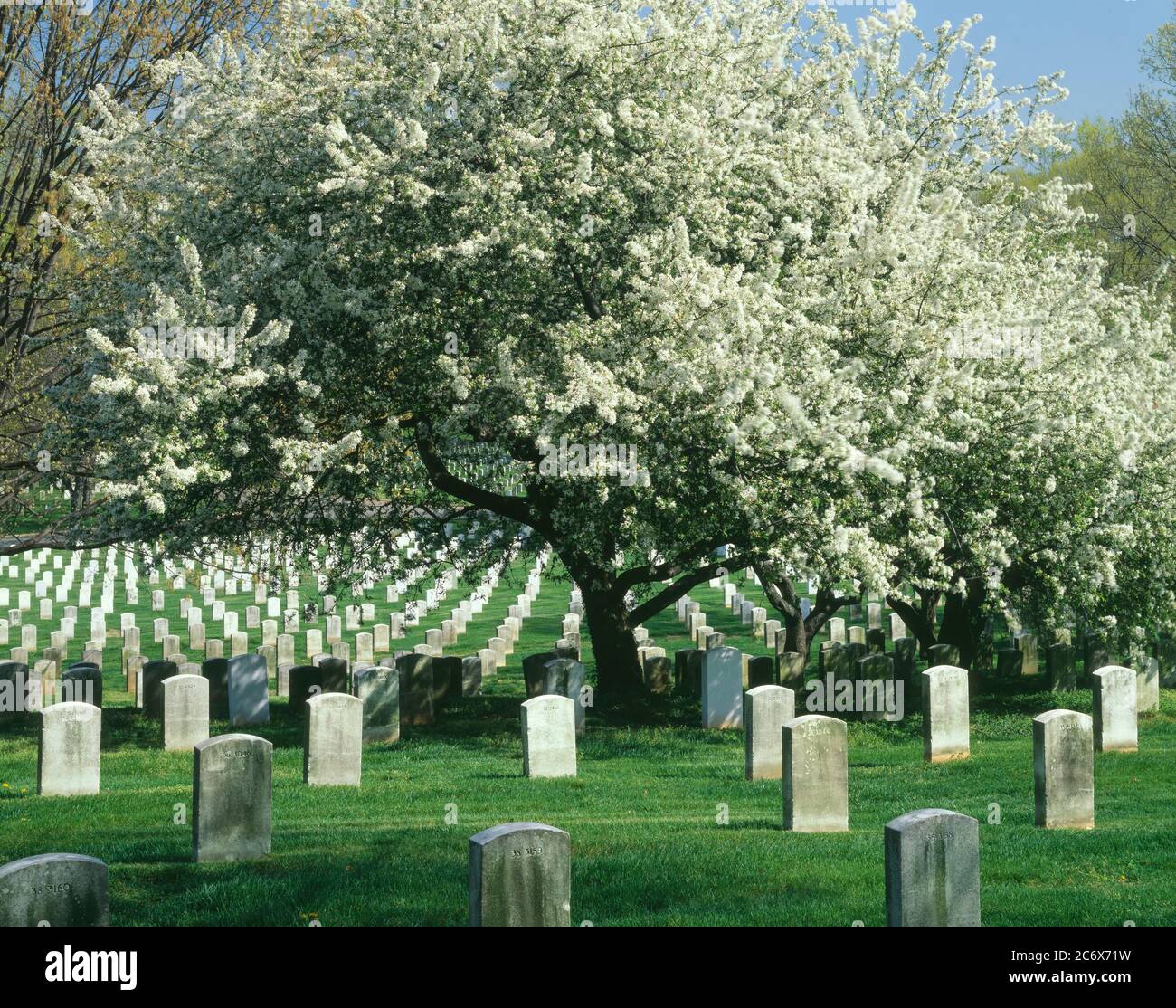 Arlington  VA / APR Cherry tree in full blossom amid rows of gravestone at Arlington National Cemetery. This cemetery is reserved for officers  enlist Stock Photo