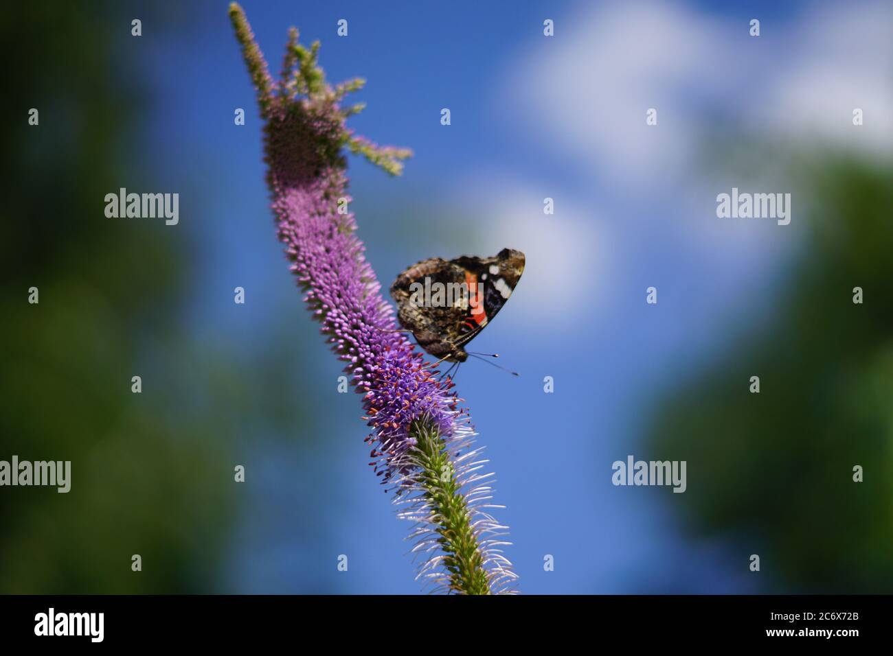 Veronicastrum virginicum, butterfly sitting on purple flower in the garden Stock Photo