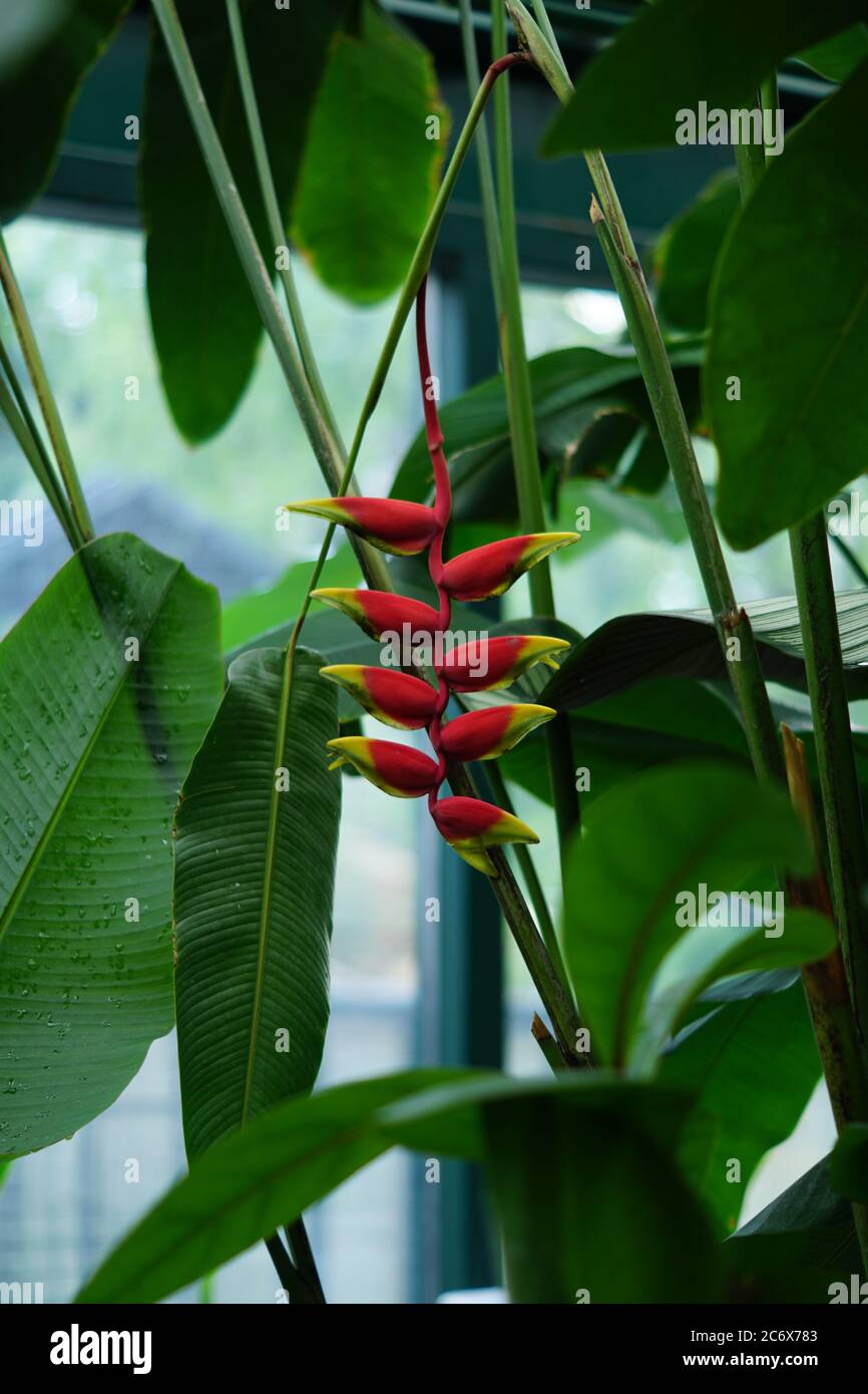 exotic red heloconia flower on tropical tree in the forest Stock Photo
