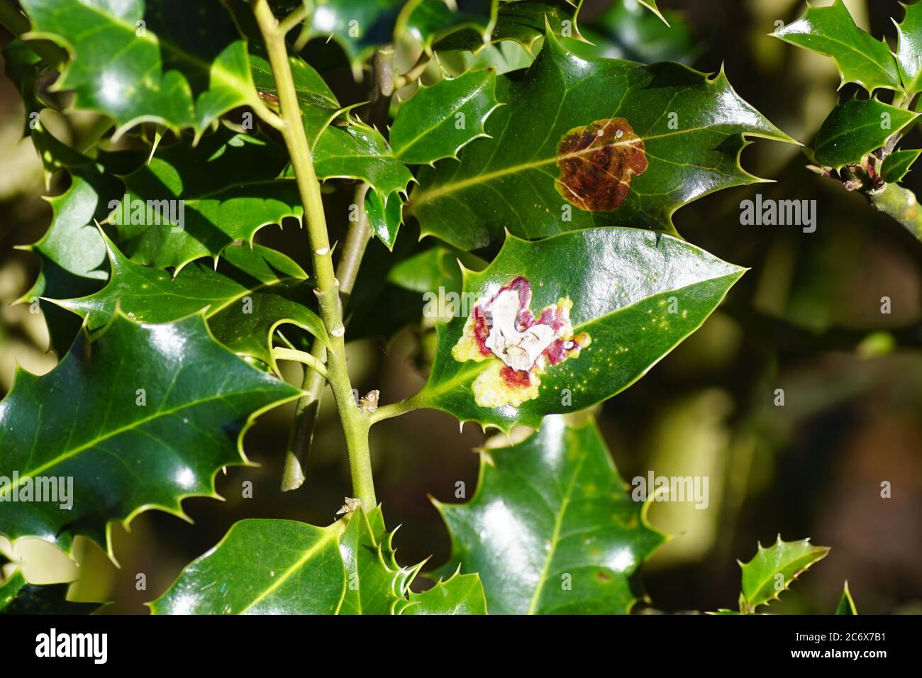 Leaf mines of the Holly leaf miner (Phytomyza ilicis) in holly (Ilex aquifolium). A very small fly in the family miner flies (Agromyzidae). Spring Stock Photo